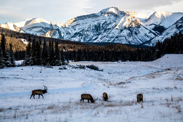 Naklejka premium Elk grazing in the meadow below the mountains, Cascade Ponds, Banff National Park, Alberta, Canada