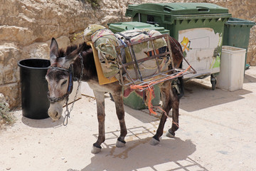 Pack donkey in Palestine