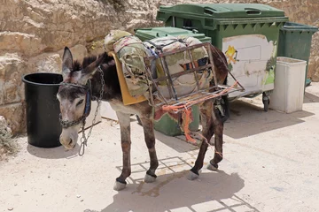 Garden poster Donkey Pack donkey in Palestine