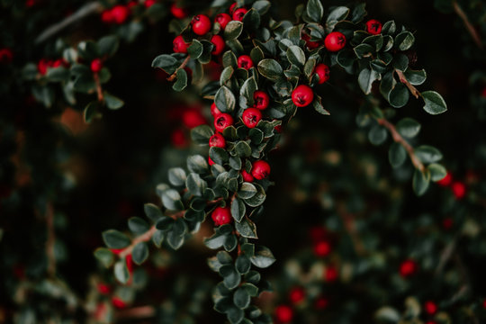 detail of a bush branches with a lot of red tiny berries