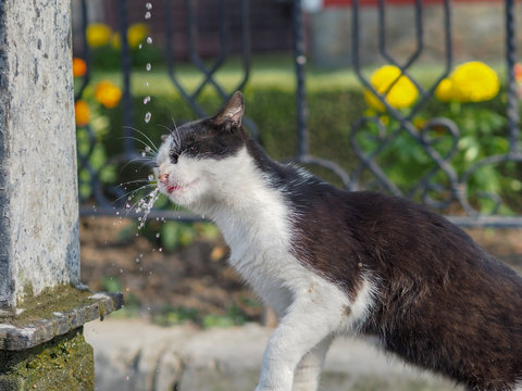 Cat Drinking Water From The Fountain