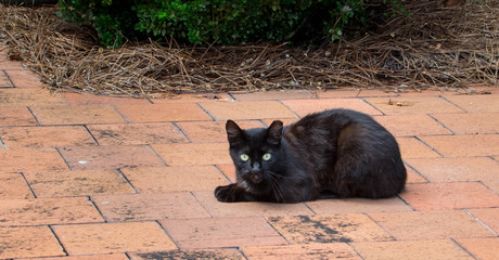 Fototapeta premium Resting black cat