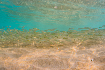 School of fish in clear water