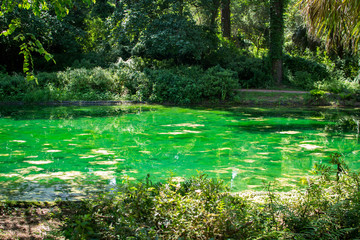 Beautiful green pond