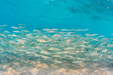 Naklejka na ściany i meble School of fish in clear water