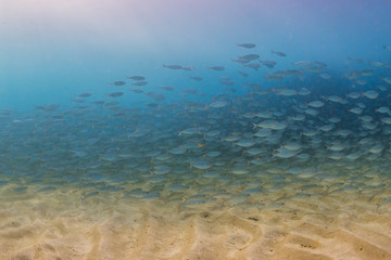 Fototapeta na wymiar School of fish in clear water