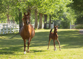 An Arabian mare and colt in a green field with trees and a white board fence in the background