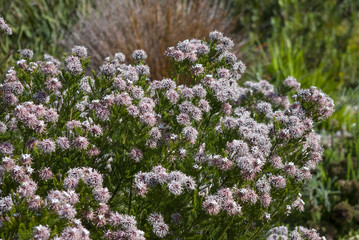 Fototapeta premium Fynboss flowering in spring