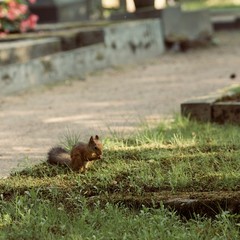 Red Squirrel, Sciurus vulgaris, Finland