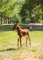Fototapeta premium An Arabian horse colt trotting in a green field with a road some trees and a fence in the background
