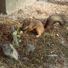 Red Squirrel, Sciurus vulgaris, Finland