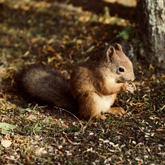 Naklejka na ściany i meble Red Squirrel, Sciurus vulgaris, Finland