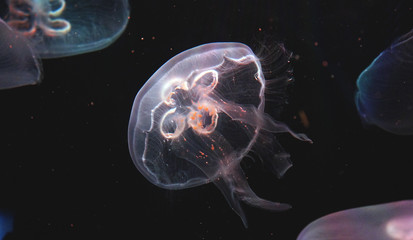 Macro, purple jellyfish in the aquarium