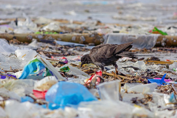 Pigeon Dove walking on beach with plastic waste, bad environment.