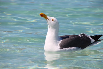 Loreto Bay Baja California Sur, Coronado 