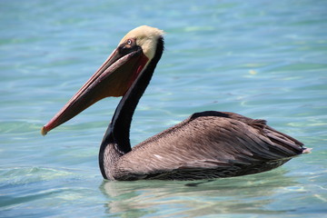 Loreto Bay Baja California Sur, Coronado Island