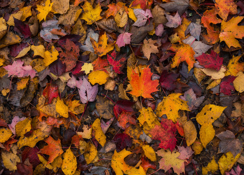 Fototapeta Wet Autumn Leaves Fallen On The Ground