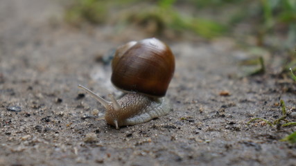 Rain snail