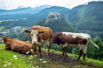 Fototapeta na wymiar Three Cows Grazing on a Meadow Overlooking Hohenwerfen Castle in Austria
