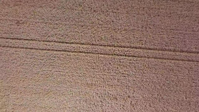 Ernte wird eingeholt