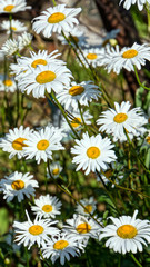 Fototapeta premium Sunny daisies