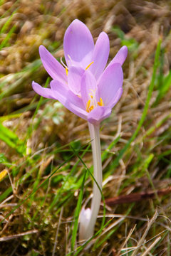 Krokus