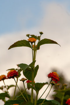 wildflowers
