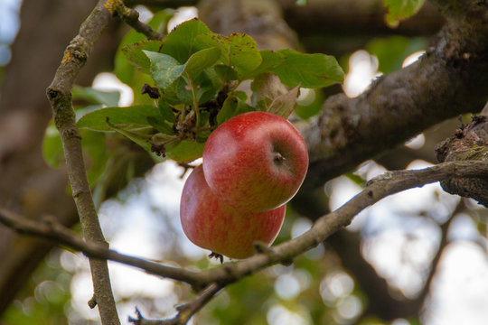 Lonesome apples