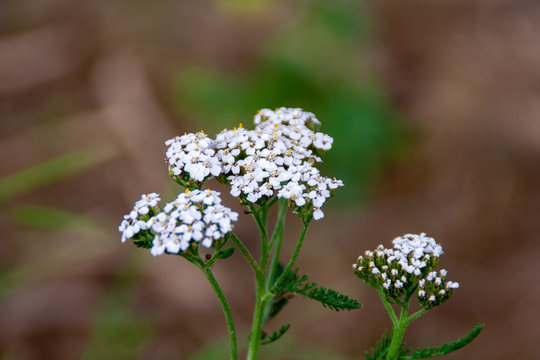 wildflower