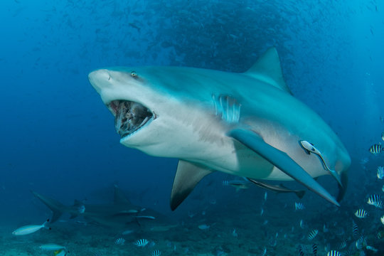 Bull shark feeding fish head