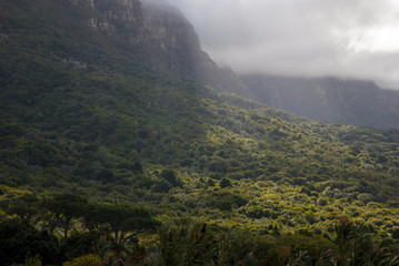 A Forrest in cape town nature reserve 
