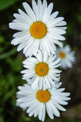Fototapeta premium summer flowers, flowers in the forest. white petals, summer garden