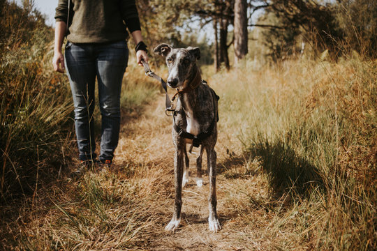 Greyhound walks in the woods