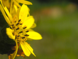 Yellow daisy flower