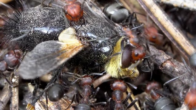 Macro view of a colony of Thatching Ants on nest in forest as they forage working together on a fly they captured.