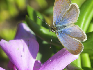 Butterfly with blue and purple on its open wings