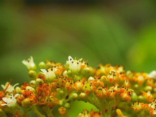 Small cactus bud flowering out in the winter