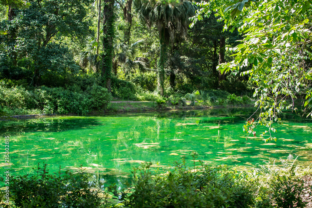 Wall mural Beautiful green pond