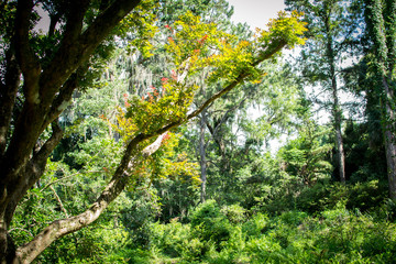 Leaves changing colors