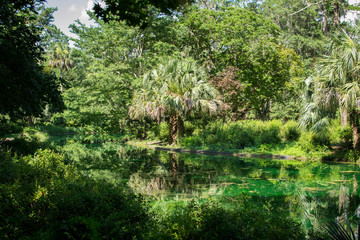 Fototapeta na wymiar Beautiful green pond