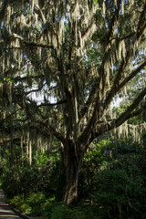 Fototapeta premium Beautiful Spanish Moss