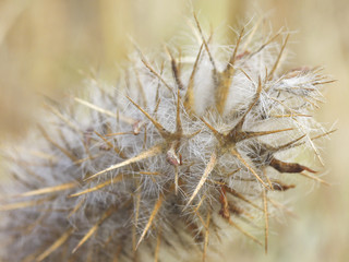 Spiky cactus hairs on a brown cactus plant