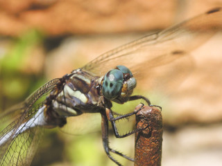 dragonfly closeup of the head and eyes