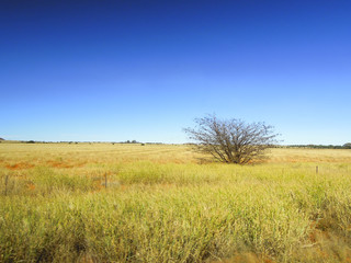 Dry desert Karroo in south Africa