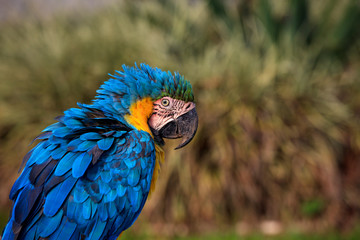 Macaw Parrot Side View Photograph, Highly Detailed Feathers - Soft brown and green colors in the Background, Parrot has ruffled feathers and a very surprised expression on its face