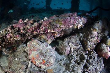 Fototapeta na wymiar Well-Camouflaged Stonefish in Raja Ampat