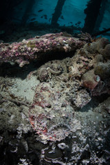 Fototapeta na wymiar Venomous Stonefish on Seafloor in Raja Ampat