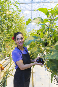 a female employee or worker of a modern greenhouse is showing a strange eggplant or aubergine.