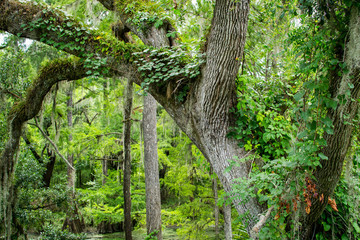 Tree with running ivy