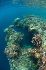 Naklejka na ściany i meble Eroded Coral Reef Drop Off in Raja Ampat